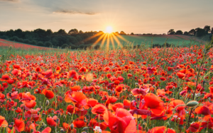 Field of poppies for Remembrance Day